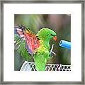 Scaly Breasted Lorikeet 57 Framed Print