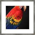 Scarlet Macaw Parrot Portrait Framed Print