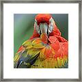 Scarlet Macaw Preening Ii Framed Print