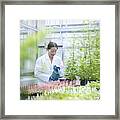 Scientist Watering Sweet Wormwood (artemisia Annua) In Nursery Of Biolab. The Plants Are Grown For Structural Analysis Of Dna, Protein Extraction And Genetic Modification Framed Print