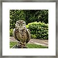 Screech Owl In A Park In York Uk Framed Print