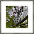 Screech Framed Print