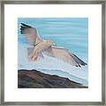 Sea Bird Framed Print