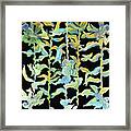 Sea Horses In A Kelp Forest Framed Print