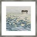 Sea Ice Melting In Spring Framed Print