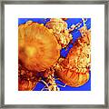Sea Nettle Jellyfish 2 Framed Print