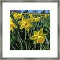 Sea Of Daffodils Framed Print