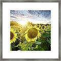 Sea Of Sunshine Framed Print