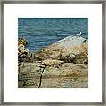 Seagull On A Rock Framed Print