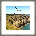 Seagull Over Cliffs At Portland Framed Print