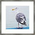 Seagull Portrait Framed Print