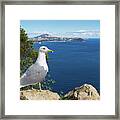 Seagull Watches The Mediterranean Sea Framed Print