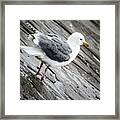 Seagull Framed Print