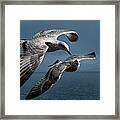 Seagulls Flying Formation Framed Print