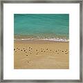 Seagulls Relaxing In Deserta Beach Framed Print