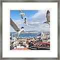 Seagulls Of Istanbul Framed Print