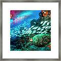 Seahorse And Turtle Framed Print