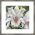 Sensual White Orchids Framed Print