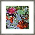 September Rose Water Lily 1 Framed Print