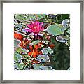 September Rose Water Lily 2 Framed Print