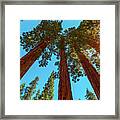 Sequoia National Park Panorama Framed Print