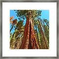 Sequoia Tree In Sequoia Np Framed Print