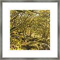 Sessile Oaks And Moss In Wistman's Wood Framed Print
