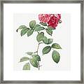 Seven Sisters Roses Also Known As Multiflora Rose With Large Leaves Rosa Multiflora Platyphylla From Framed Print