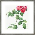 Seven Sisters Roses, Multiflora Rose With Large Leaves, Rosa Multiflora Platyphylla Framed Print