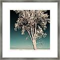 Shadowscape - A Lone Tall Cottonwood Casts A Long Shadow On Nd Field Framed Print