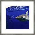 Shark Scene Framed Print