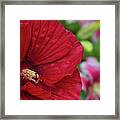 Sharp Hibiscus Flower Framed Print