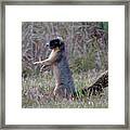 Sherman's Fox Squirrel In The Grass Framed Print