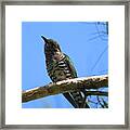 Shining Bronze-cuckoo Framed Print