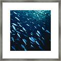 Shoal Of Bluefishes Framed Print