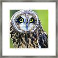 Short-eared Owl #2 Framed Print
