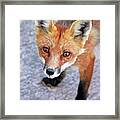 Shy Red Fox Framed Print