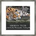 Siberian Tiger - Oh No Framed Print