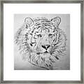 Siberian Tiger Framed Print