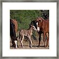 Sibling Love Framed Print