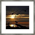 Silhouetted Seagulls Framed Print