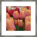 Single Late Tulipa Dordogne 1 Framed Print