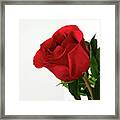 Single Red Rose Framed Print