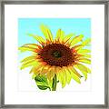 Single Sunflower Framed Print