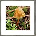 Single Tiny Wild Mushroom Framed Print