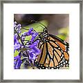 Sipping Nectar Framed Print