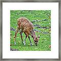 Sitatunga Antelope In The Meadow Framed Print