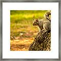 Sitting Squirrel Framed Print