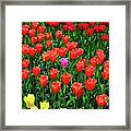 Skagit Valley Tulips #2 Framed Print