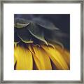 Sleep Now - Sunflower Framed Print